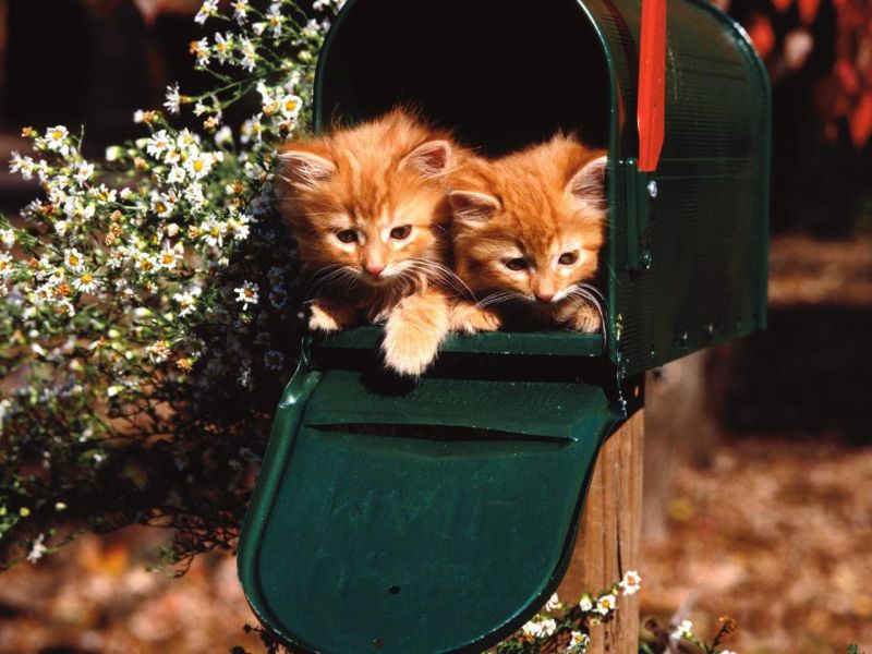 Два рыжих котёнка в почтовом ящике
