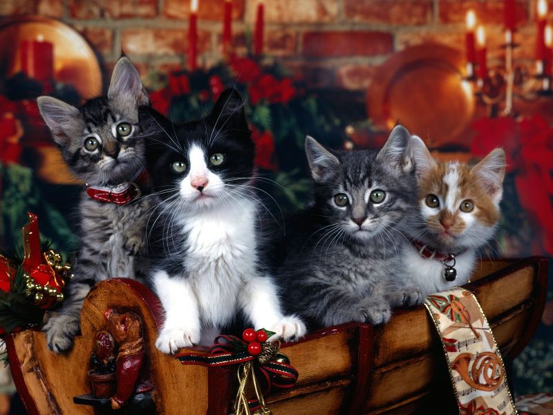 4 котёнка в рождественской корзинке