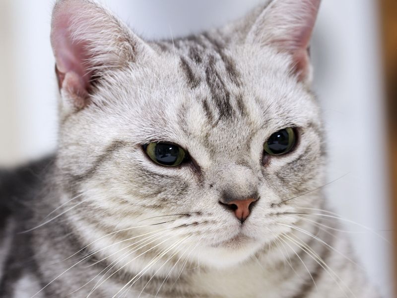 Белый полосатый кот с серьёзным взглядом