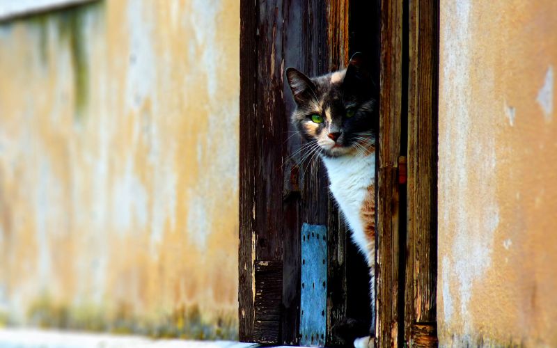 Черепаховая кошка выглядывает из-за двери