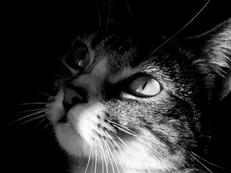 Черно-белая фотография морды кота