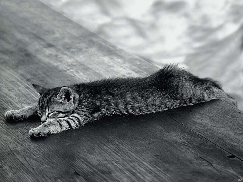Черно-белая фотография: полосатый мокрый котёнок лежит на крыльце после дождя