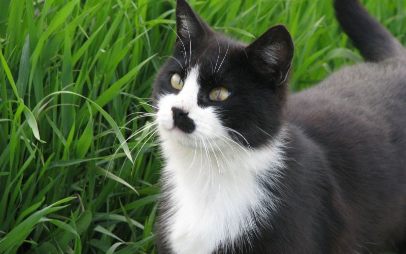 Картинки - Чёрно-белый кот с чёрным пятном на носу гуляет по траве