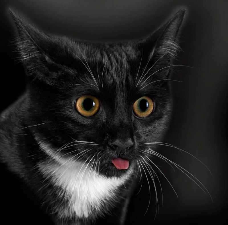 Чёрный кот с белым воротником выпучил глаза и вытянул язык