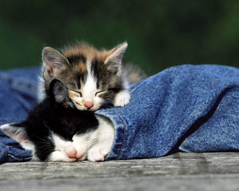 Два котёнка в джинсах спят друг на друге