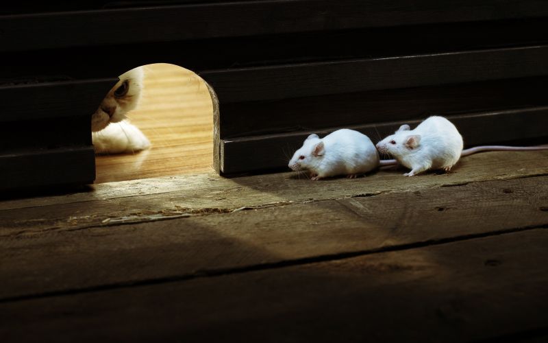 Две белые мышки в норке прячутся от кота