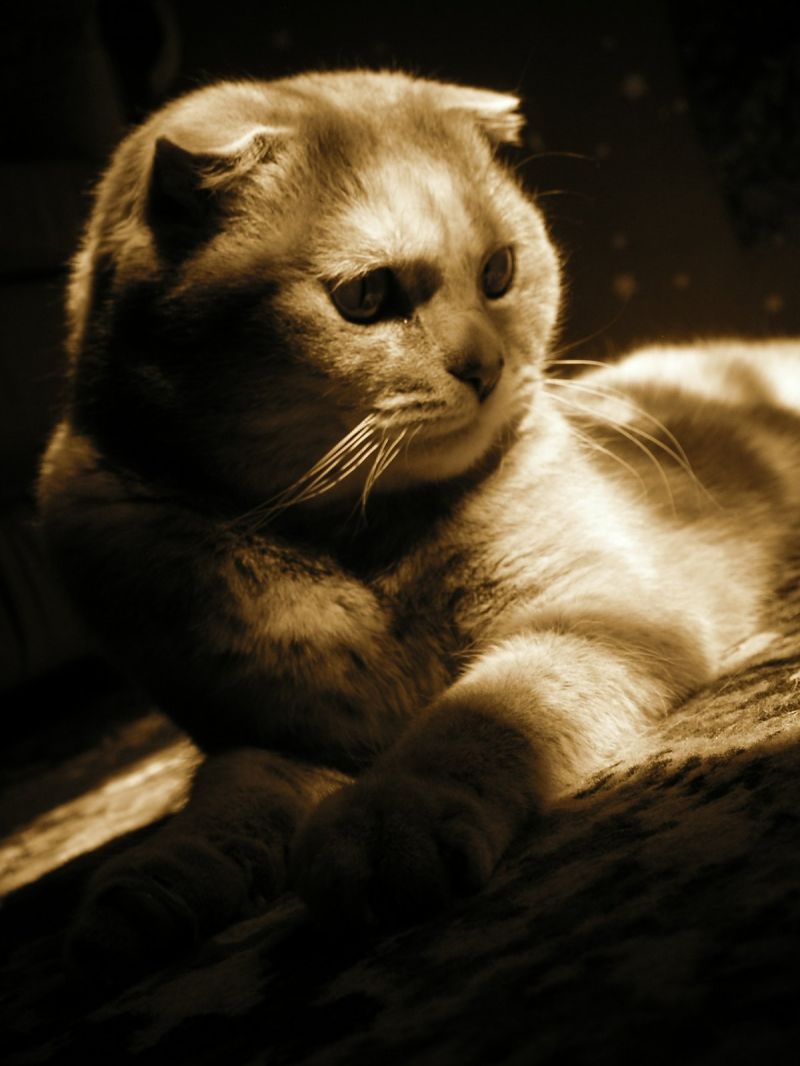 Художественная фотография кота с тенями от окна