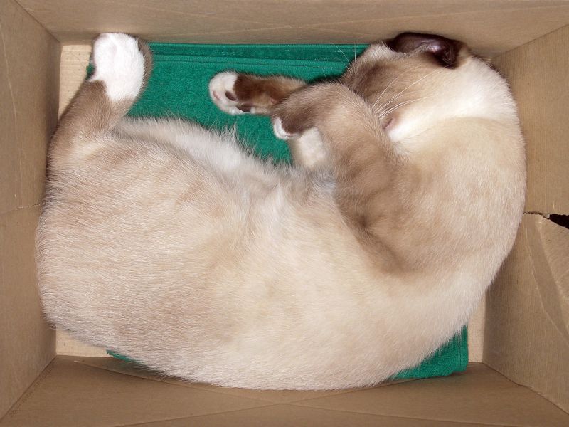 Кот свернулся клубком в коробке