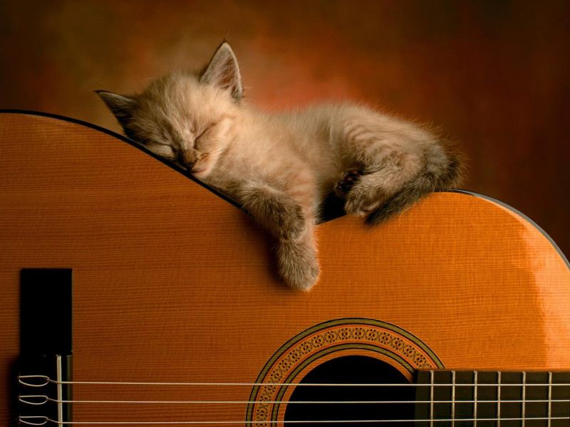 Котёнок спит на гитаре