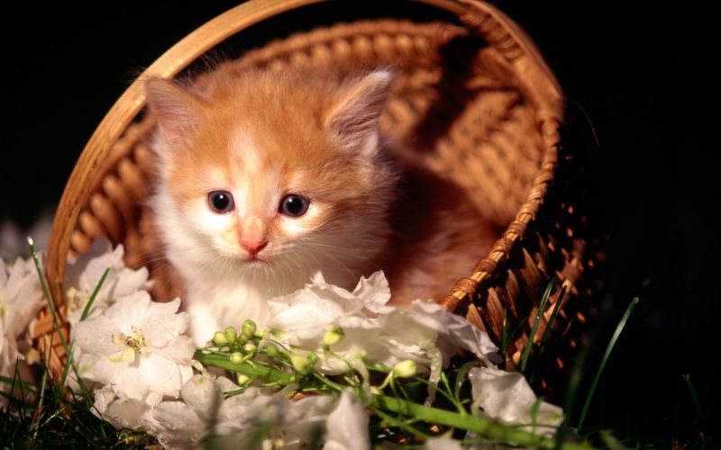 Котёнок в корзинке с цветами
