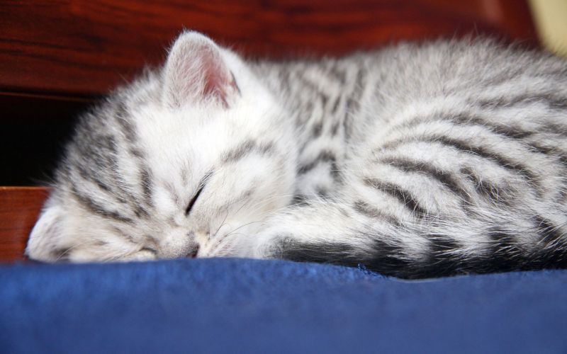 Маленький серый полосатый котёнок спит свернувшись клубочком