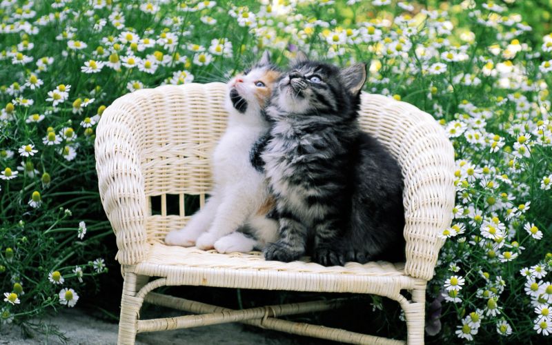 Пара котят на плетёном кресле