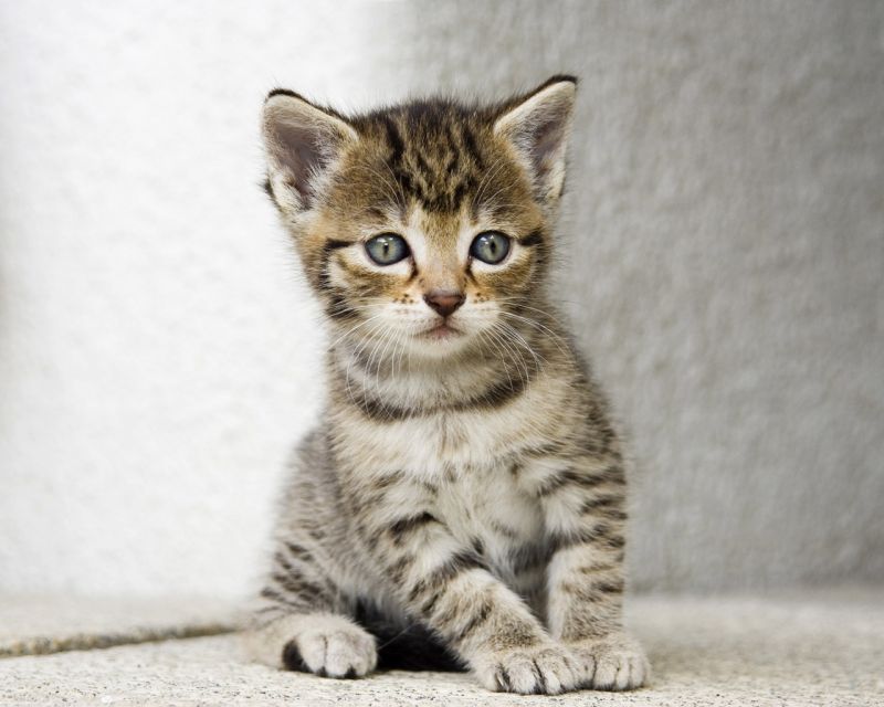 Полосатый котёнок с серыми глазами