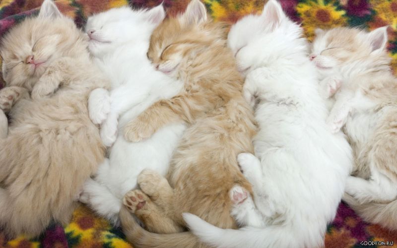 Пятеро котят спят паровозиком
