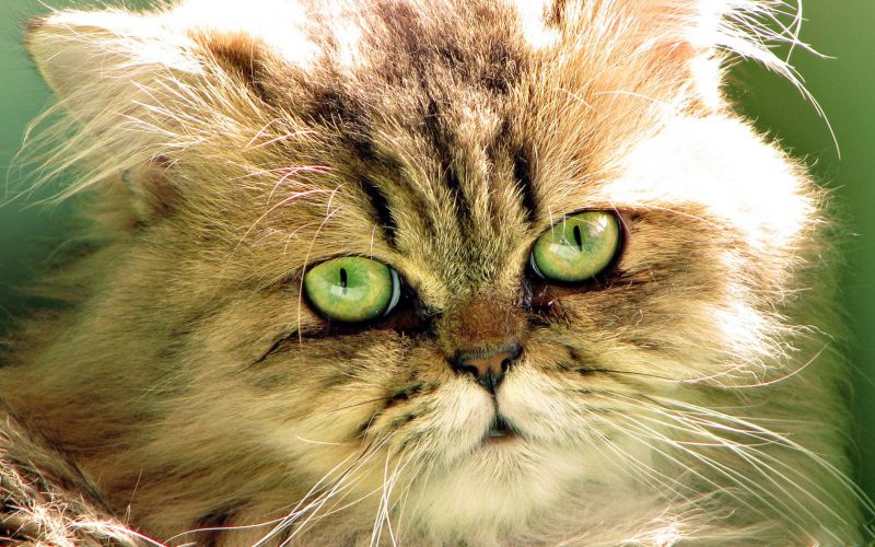 Рыжий кот с зелёными глазами