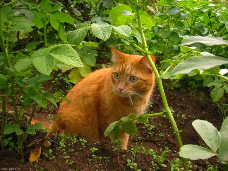 Рыжий кот в кустах