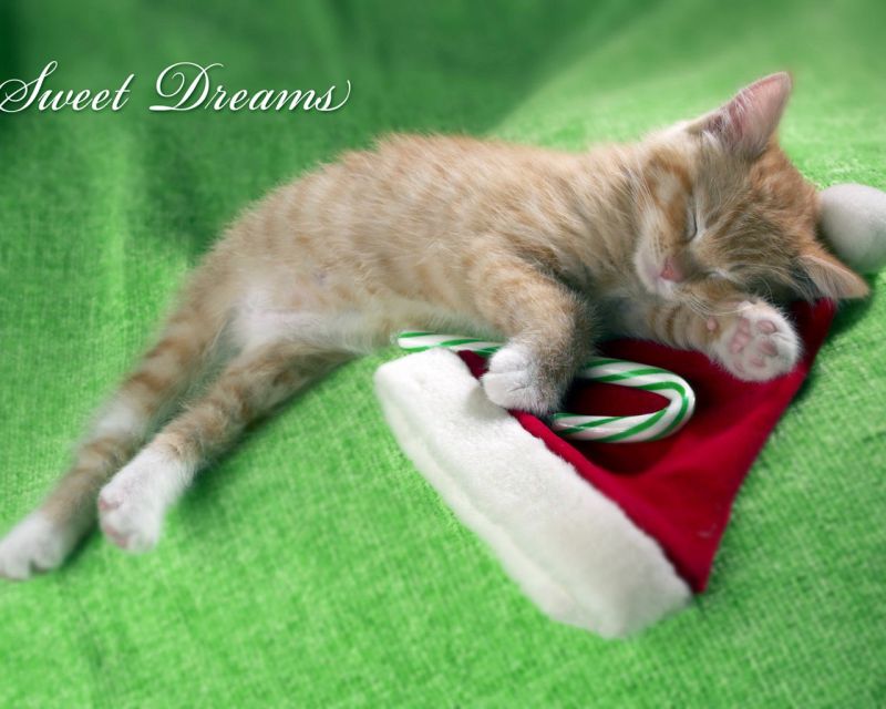 Рыжий котёнок с леденцом спит на шапке Санта Клауса