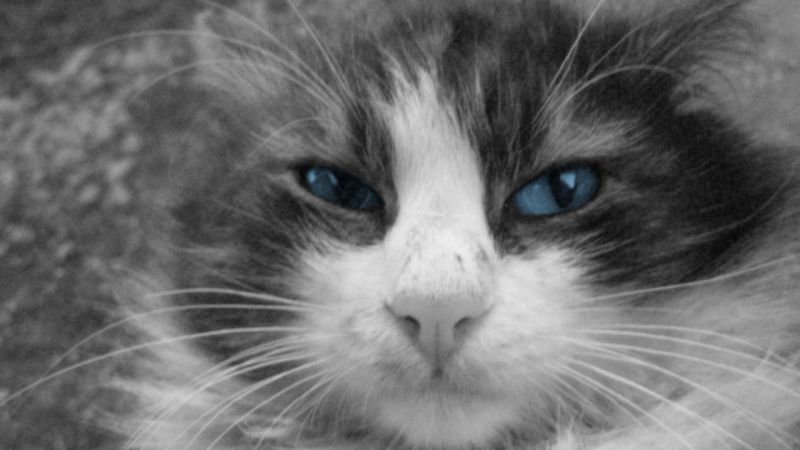 Серый кот с хитрыми синими глазами