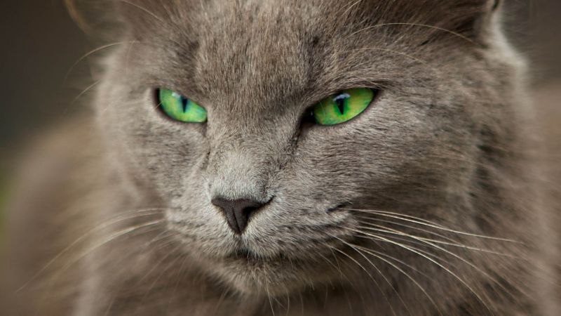 Серый кот с зелёными глазами