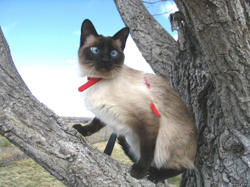 Сумасшедшая кошка на дереве