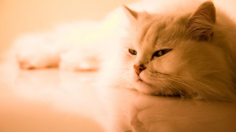 Усталый белый кот отдыхает