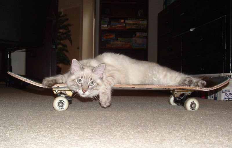 Уставший дымчатый кот-скейтбордист