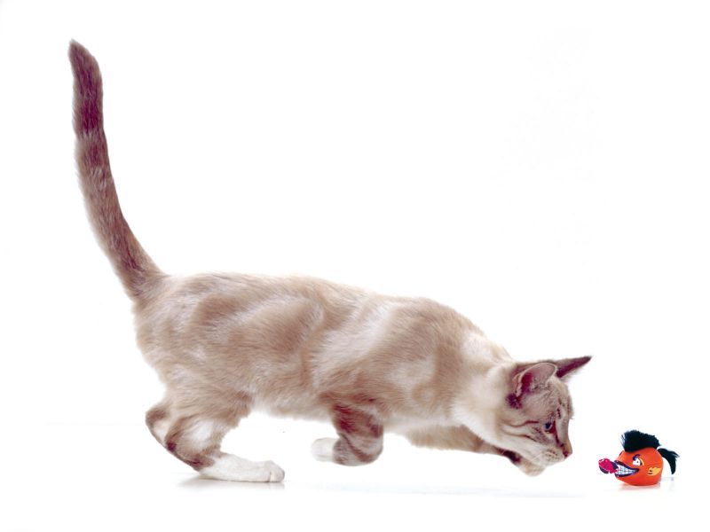 Бежевый кот играет с игрушкой на белом фоне