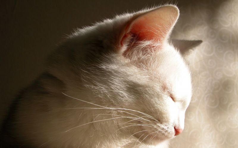 Белый кот отворачивается от яркого солнца