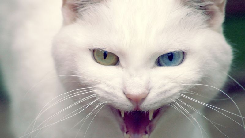 Картинки - Белый кот с разными глазами скалится