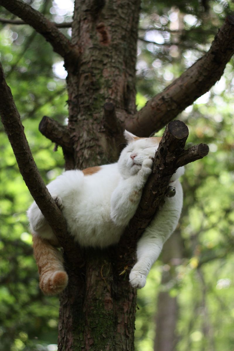 Белый кот с рыжими пятнами спит на дереве