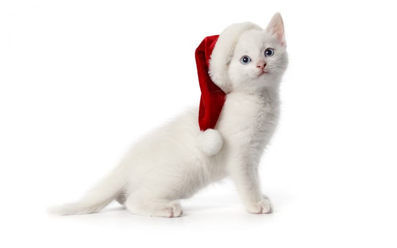Белый котёнок в новогодней шапочке