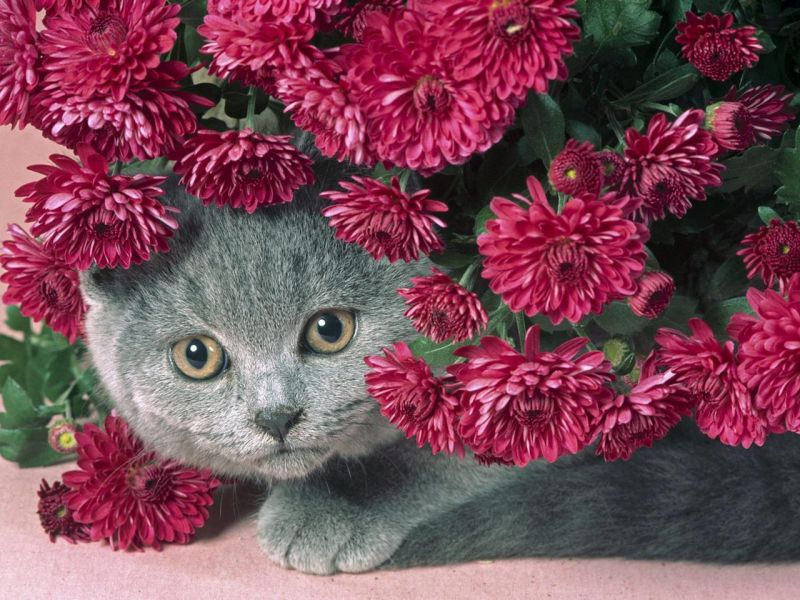 Британский кот в цветах