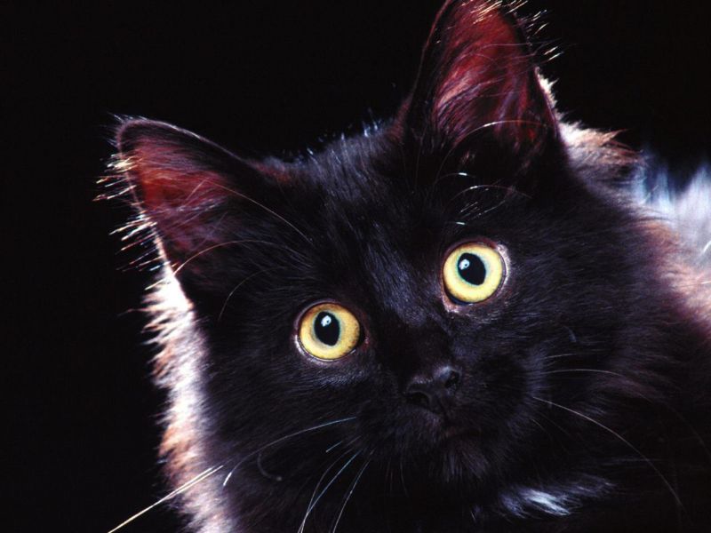 Чёрная кошка в тёмной комнате
