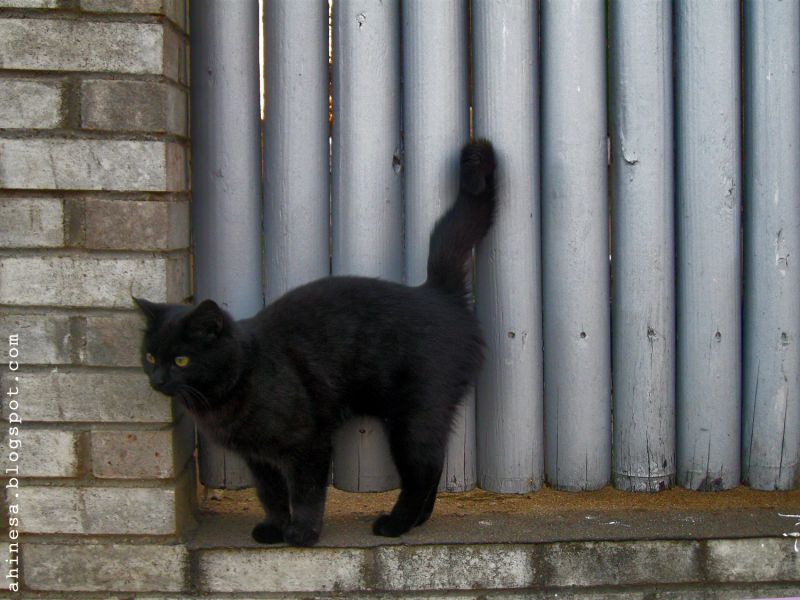 Чёрный котёнок трётся спиной о металлический забор