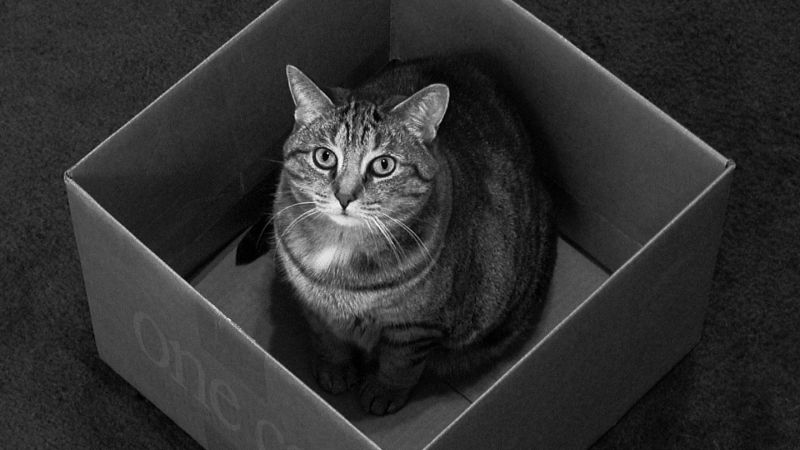 Черно-белое фото, кот в коробке