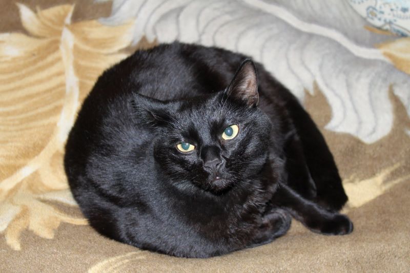 Черный кот свернулся клубком на одеяле