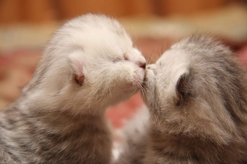 Два маленьких серых котёнка целуются