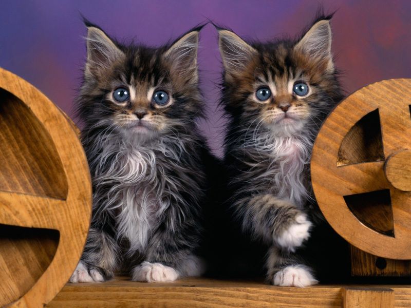 Два милых котёнка с синими глазами