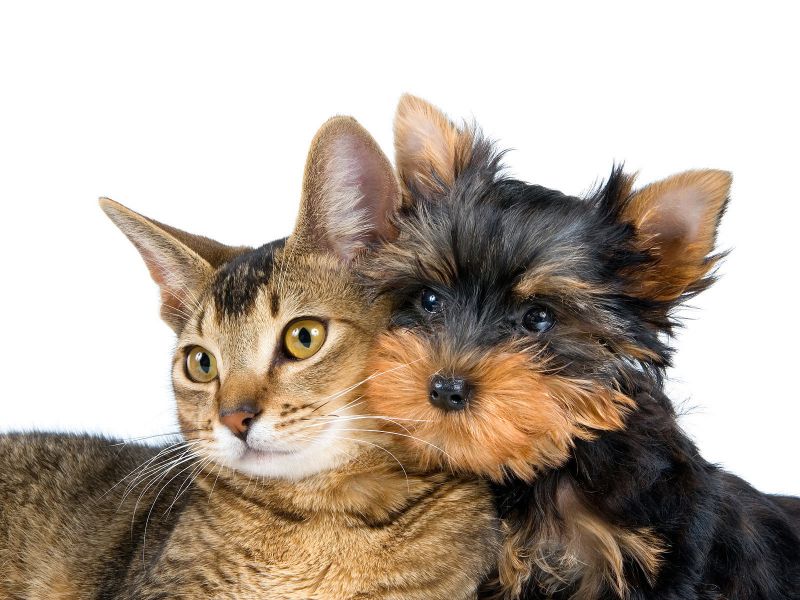 Кошка и щенок дружат
