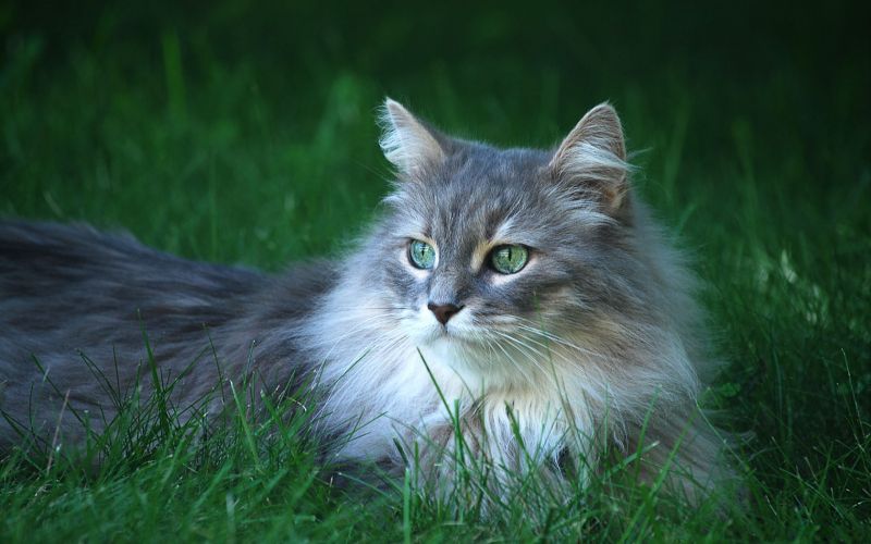 Кот с зелёными глазами лежит в траве