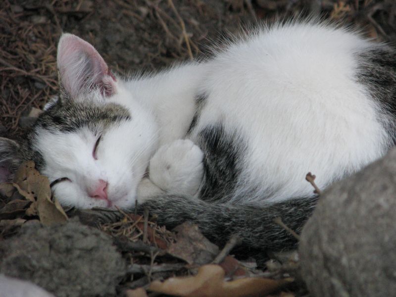 Котёнок спит в листве