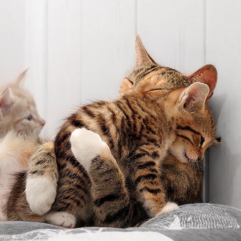 Мама-кошка обнимает котёнка