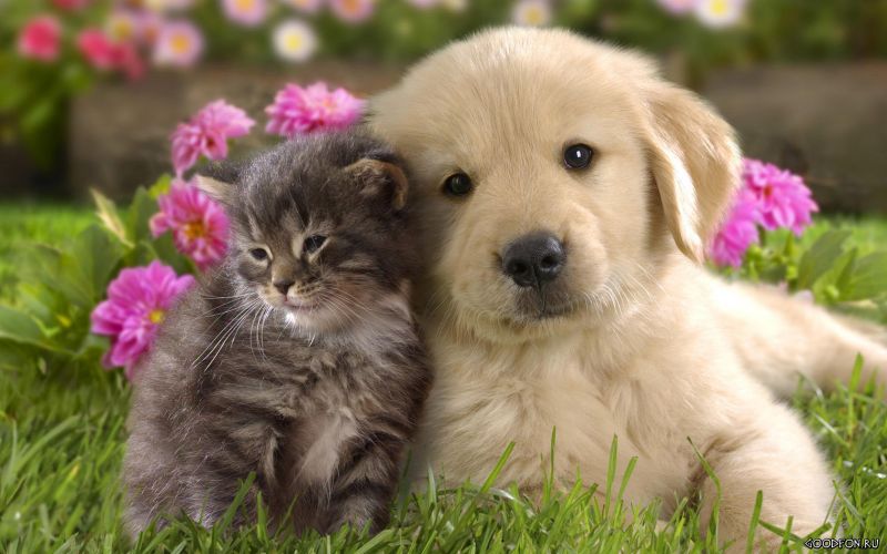 Мохнатые друзья - кот и щенок лежат на газоне