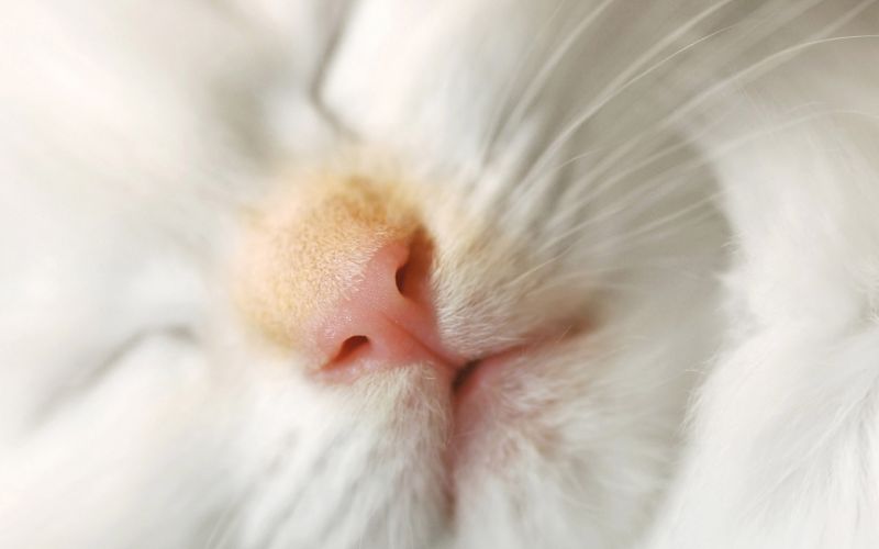 Морда белого спящего кота