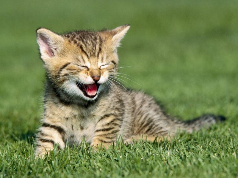 Полосатый котёнок зевает на траве