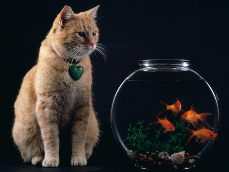 Рыжий кот смотрит на аквариум с золотыми рыбками