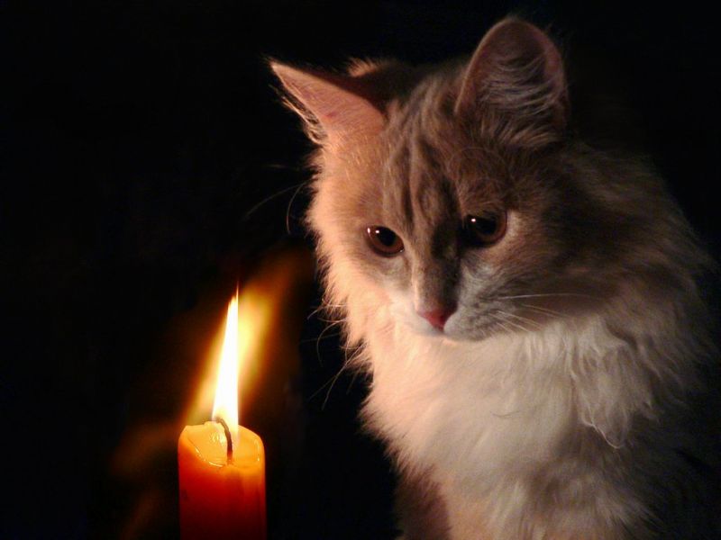 Рыжий кот смотрит на свечку