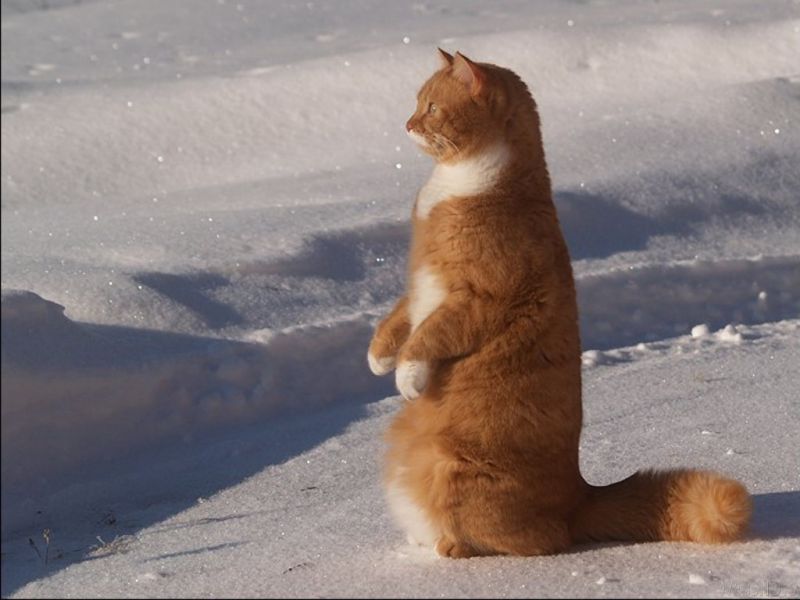 Рыжий кот стоит на задних лапах в снегу