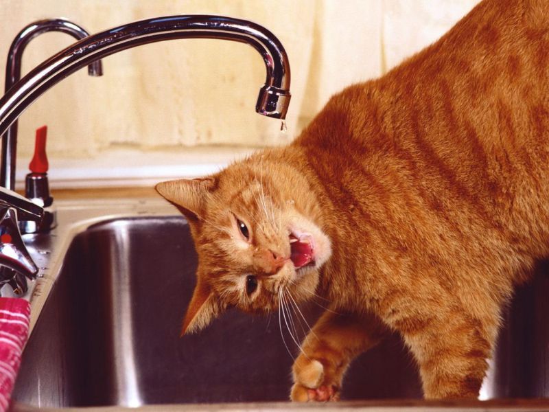 Рыжий кот в раковине пьёт из под крана
