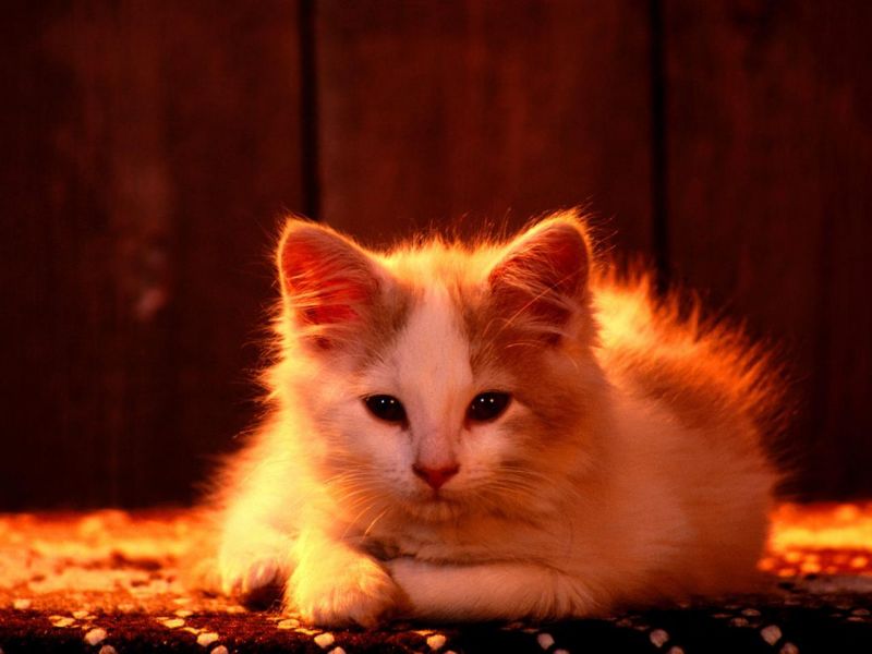 Рыжий котёнок в лучах закатного солнца